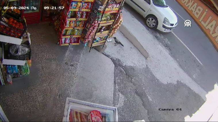 Bakkaldan cips çalan karga suçüstü yakalandı! Etrafı kolaçan etti paketi alıp kaçtı - Resim: 33